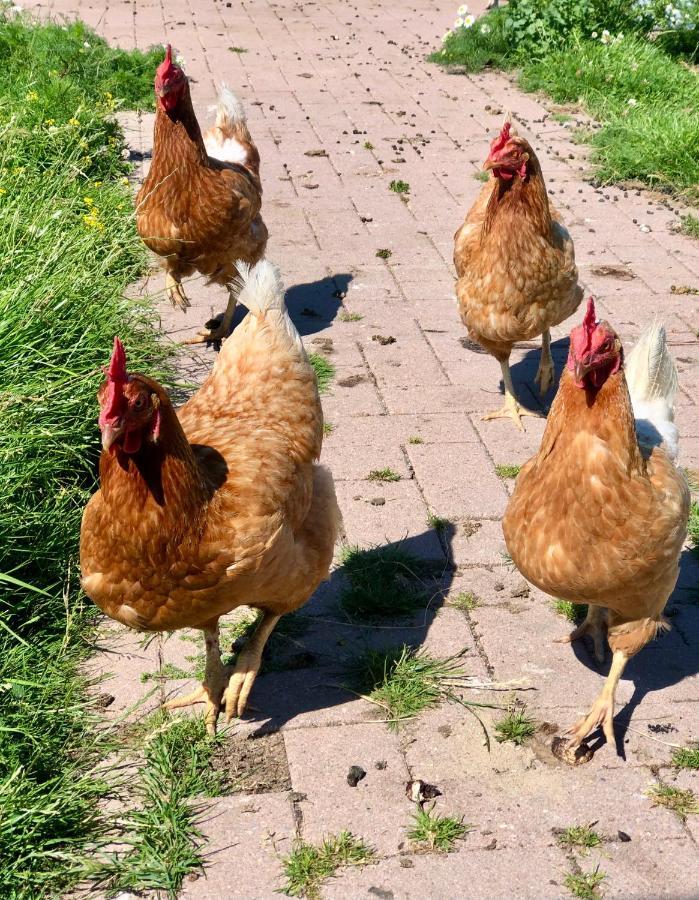 Appartamento Loft In De Polder Grootschermer Esterno foto